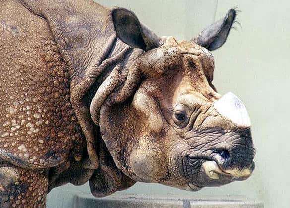 動物図鑑・インドサイ